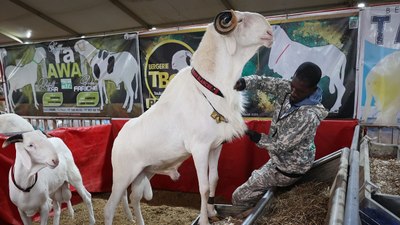 Senegal’de ‘koyunların kralı ladoumlar’ podyumda