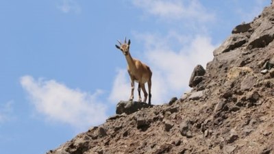 Yaban keçisi avına 661 bin lira ceza kesildi