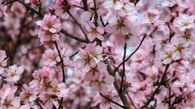 Antalya'da badem ağaçları erken çiçek açtı