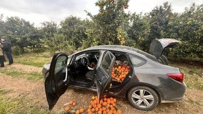 Mersin'de portakal bahçesine dadanan hırsız suçüstü yakalandı