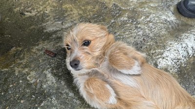 Zonguldak'ta cins köpeğini sokağa terk etti