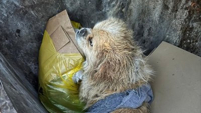 Denizli'de ayaklarını iple bağladığı köpeği çöpe attı