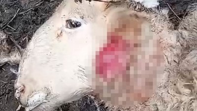 Bursa'da çiftliklere giren kurt sürüsü hayvanları telef etti