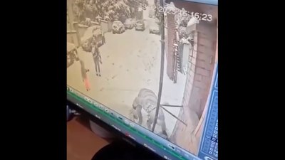 İstanbul'da ilginç kaza: Kedi severken ölümden döndü