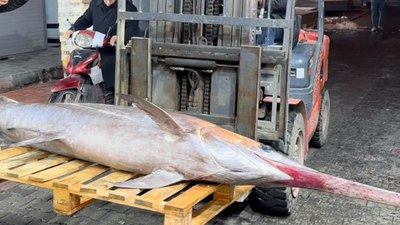 Hatay'da balıkçı yakaladığı 100 kiloluk balığı 40 bin TL'ye sattı