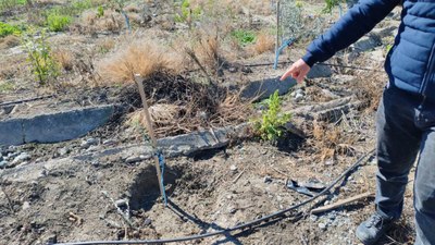 Hatay'da bahçesine ektiği zeytin fidanları çalındı