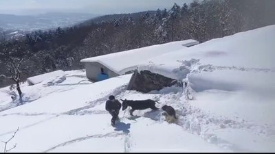 Zonguldak'ta çiftçinin sıpasıyla kar keyfi