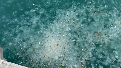 İstanbul boğazını istila ettiler: On binlercesi sahil kıyılarını kapladı