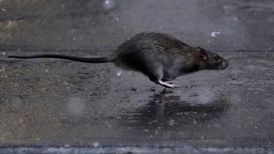 İngiltere'de kedi büyüklüğünde fare istilası yaşanıyor