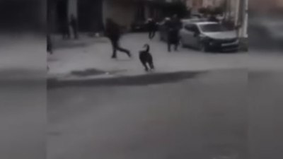 Bağcılar'da yasaklı ırk pitbull köpeği, vatandaşlara saldırdı