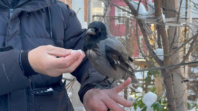 Kocaeli'de karganın kar banyosu keyfi: Bir tek şampuanı eksik