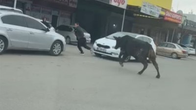 Batman'da sanayi sitesine giren boğa, vatandaşları kovaladı