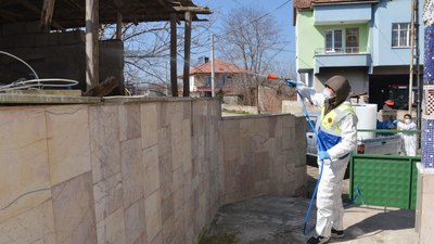 Samsun'da kahverengi kokarca ile mücadele başladı