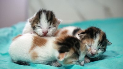Mersin'de camide doğum yapan kedi ve yavruları koruma altında