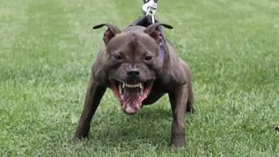 ABD'de pitbull cinsi köpek sahibini silahla vurarak öldürdü