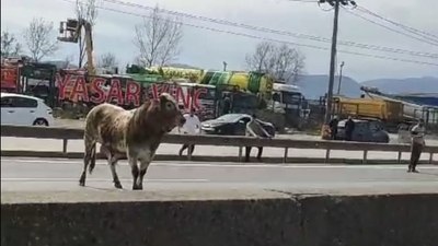 Sakarya'da firar eden boğa, trafiği birbirine kattı