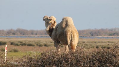 Samsun, Kızılırmak Deltası'nda develer turizmin hizmetinde