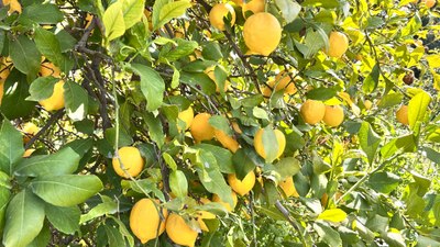 Hatay'da dondan korunan limon satışa çıktı