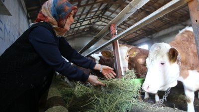 Bitlis'te kadın üretici hayvan sayısını 2 yılda 6'ya çıkardı