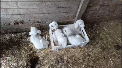 Burdur'da tek seferde 4 kuzu doğuran koyun