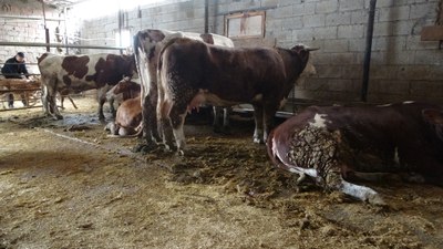 Malatya'da onlarca büyükbaş hayvan akıma kapıldı: 4'ü telef oldu