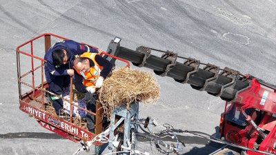 İstanbul'da leylek yuvasını kaldırtan esnafa tutanak tutuldu