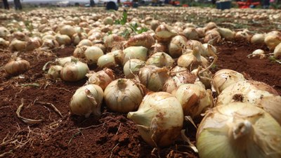 Hatay'da soğan hasadı başladı, rekolte çiftçinin yüzünü güldürdü: Tarlada kilosu 15-20 TL