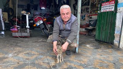 Manisa'da esnaf bir kediyi hayata bağladı