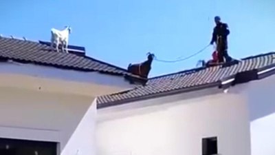 Muğla'da çatıda mahsur kalan keçi, annesiyle kurtarıldı