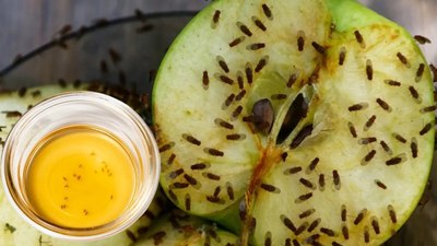 Mutfaktaki haşere sorunu tarihe karışıyor! Bu yağın birkaç damlası sinekten eser bırakmıyor