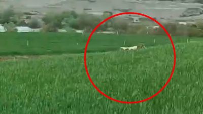 Diyarbakır’da 8 aydır yakalanamayan dananın kaçtığı anlar