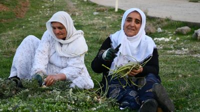 Şırnak'ta huzura kavuşan bölgede pancar hasadı