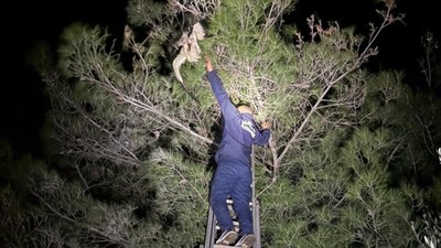 Hatay'da ağaçta asılı kalan leylek kurtarıldı