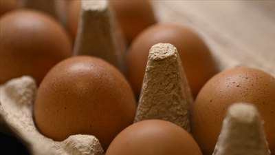 Yumurta fiyatları yarı yarıya düştü