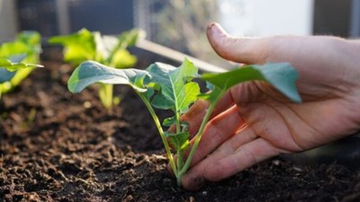 Mayıs ayında ne ekilir? İşte, Mayıs ayında ekilen sebze ve meyveler