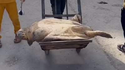 Gazze'de açlıkla savaşan insanlar, deniz kaplumbağası yiyor