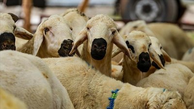 Kurban Hizmetlerinin Uygulamasına Dair Tebliğ yayınladı