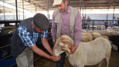 Kurban Kesecekler Dikkat: Cezası 16 Bin TL'ye Çıktı! Sakın Atlamayın...