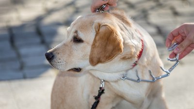 Tasma devri bitti: Köpekler için yeni dönem...