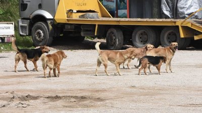 CHP başvurmuştu: AYM başıboş köpek yasasını esastan inceleyecek