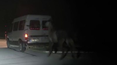 Sivas'ta tepki çeken görüntü: Atları kamyonetin arkasına bağlayıp koşturdu