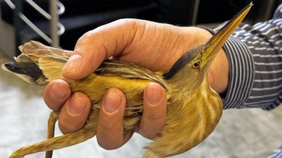 Kayseri'de nesli tükenmekte olan balaban kuşu bulundu