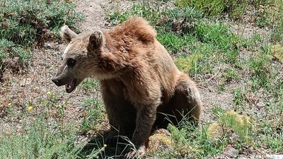 Nemrut Gölü'ne giden vatandaşlara bozayı uyarısı