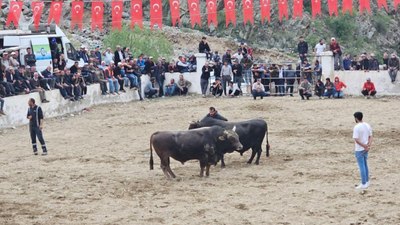 İspir’de boğa güreşleri: Boğa sahipleri kavga etti