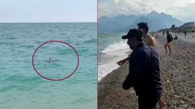 Antalya'da vatandaşlar taş atarak köpek balığını kovalamaya çalıştı