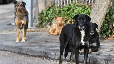 AYM'den sokak hayvanları kanunu yasasının iptaline ret