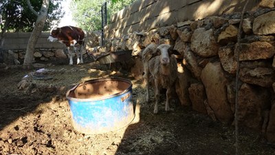 Adıyaman'da sokak köpekleri köylülerin hayvanlarına saldırdı
