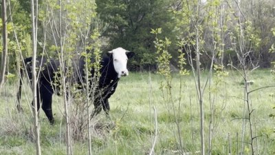 Kayseri'de kaybolan düve drone ile bulundu