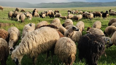 Bitlis'te besicilerin göçü başladı