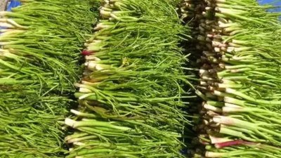 Hasadı başladı: Dalından koparan derman buluyor! Bağı 30 lira